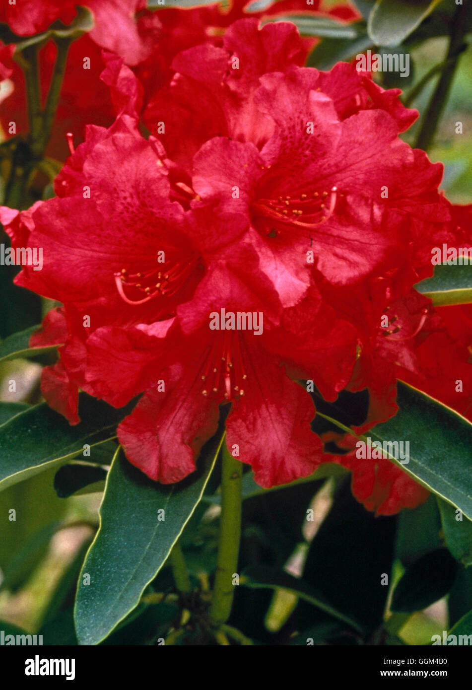 Rhododendron - `The Hon. Jean Marie de Montague' AGM   RHO078557 Stock Photo